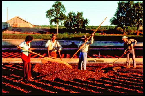 Fairtrade koffiebonen