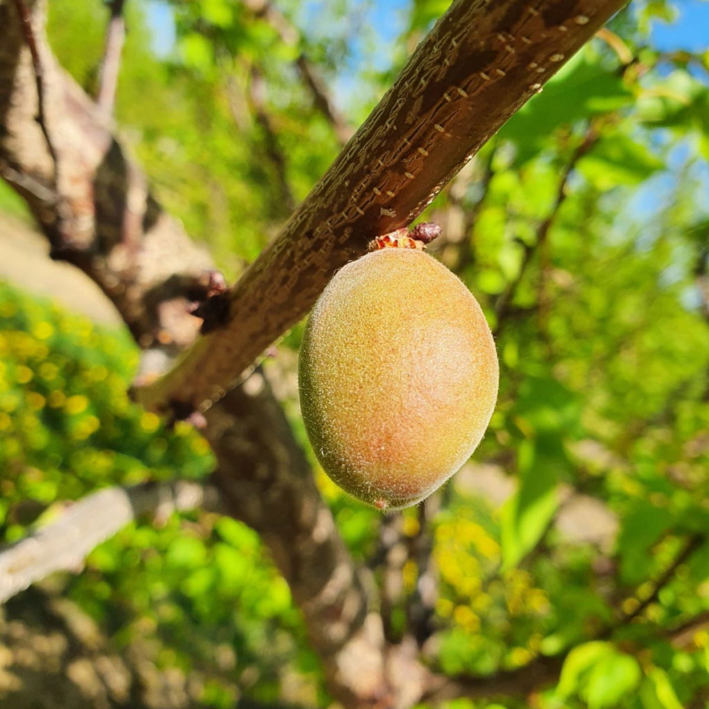 Ein orangefarbener Aprikose, die am Baum wächst. Symbol für das wachsende Unternehmen Almakúti.