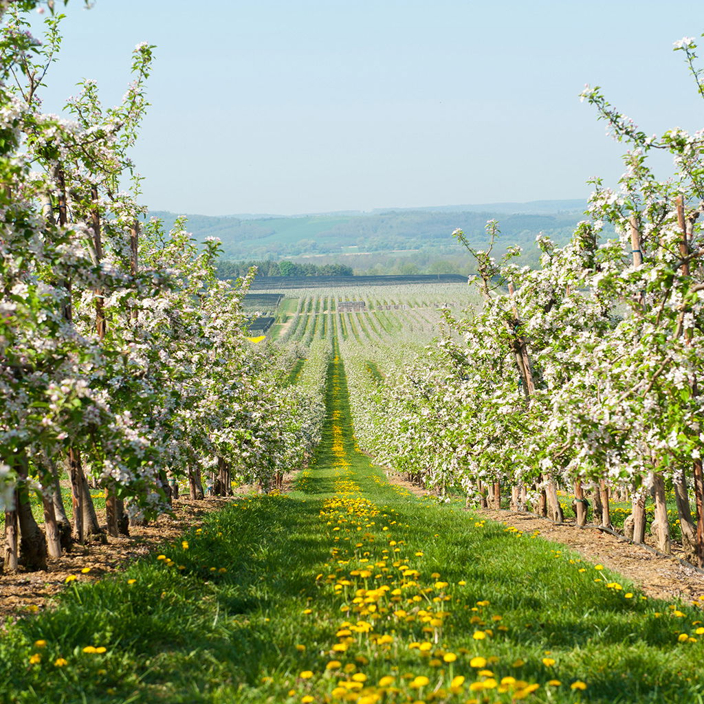 Ein weitläufiger, blühender Obstgarten mit weißer Apfelblüte.