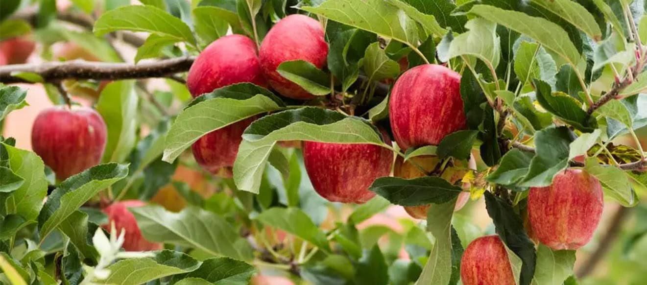 gala royal appels