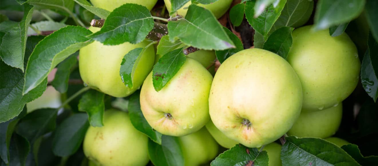 golden delicious reinders