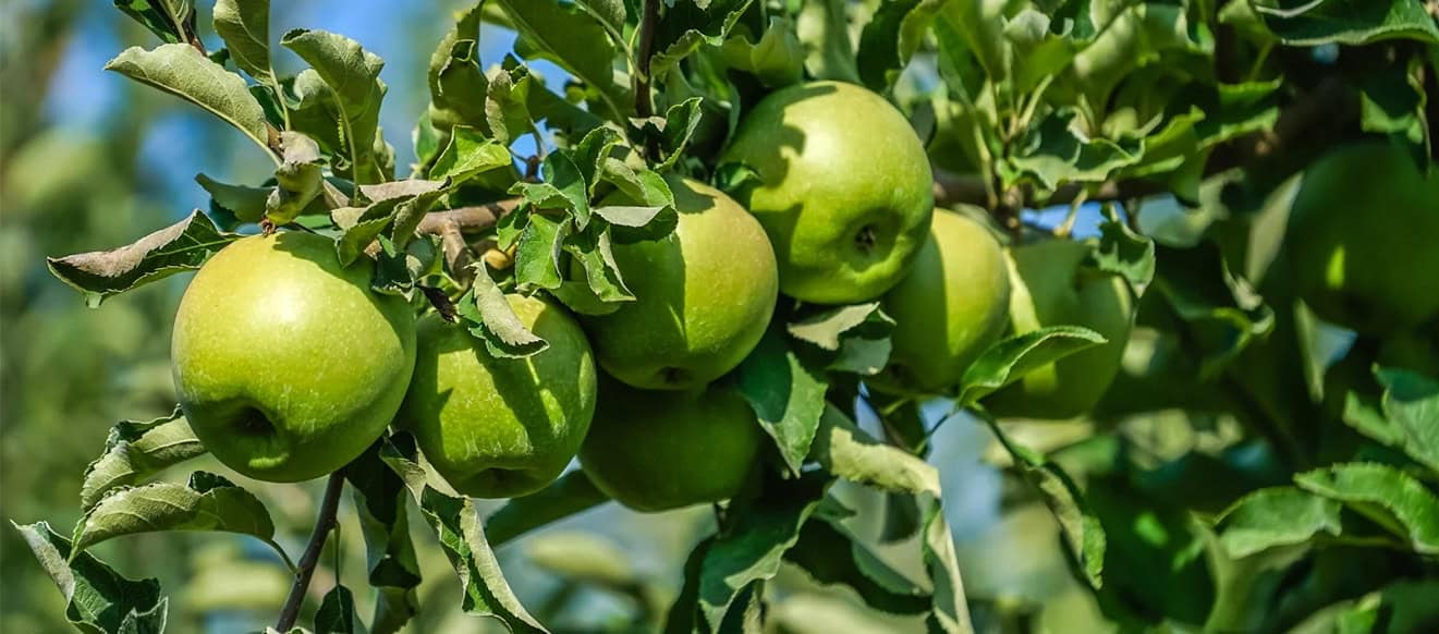 granny-smith