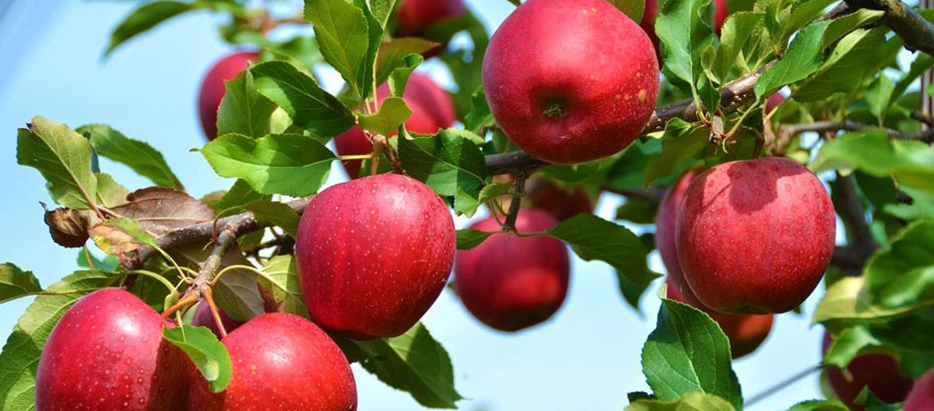 idared appels