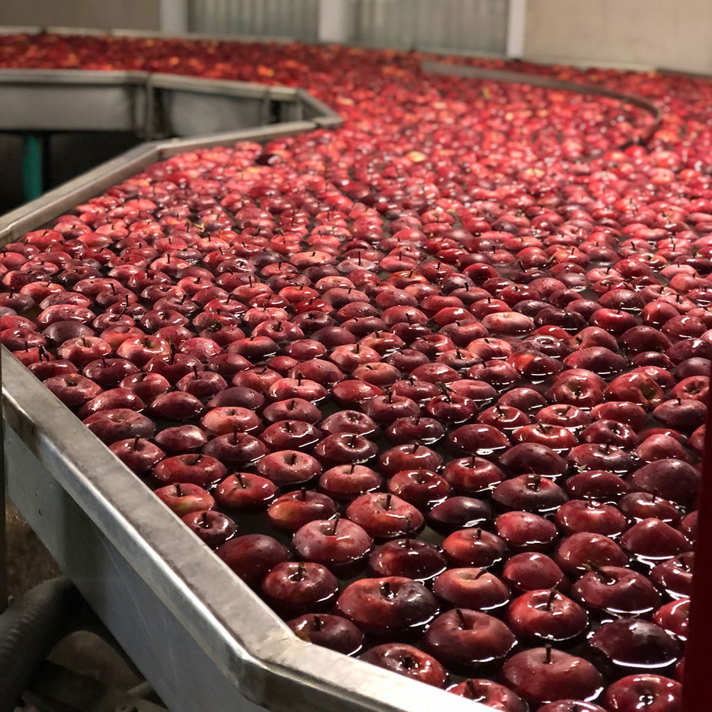 A large basin full of harvested apples, an example of environmentally conscious entrepreneurship in the fruit sector.