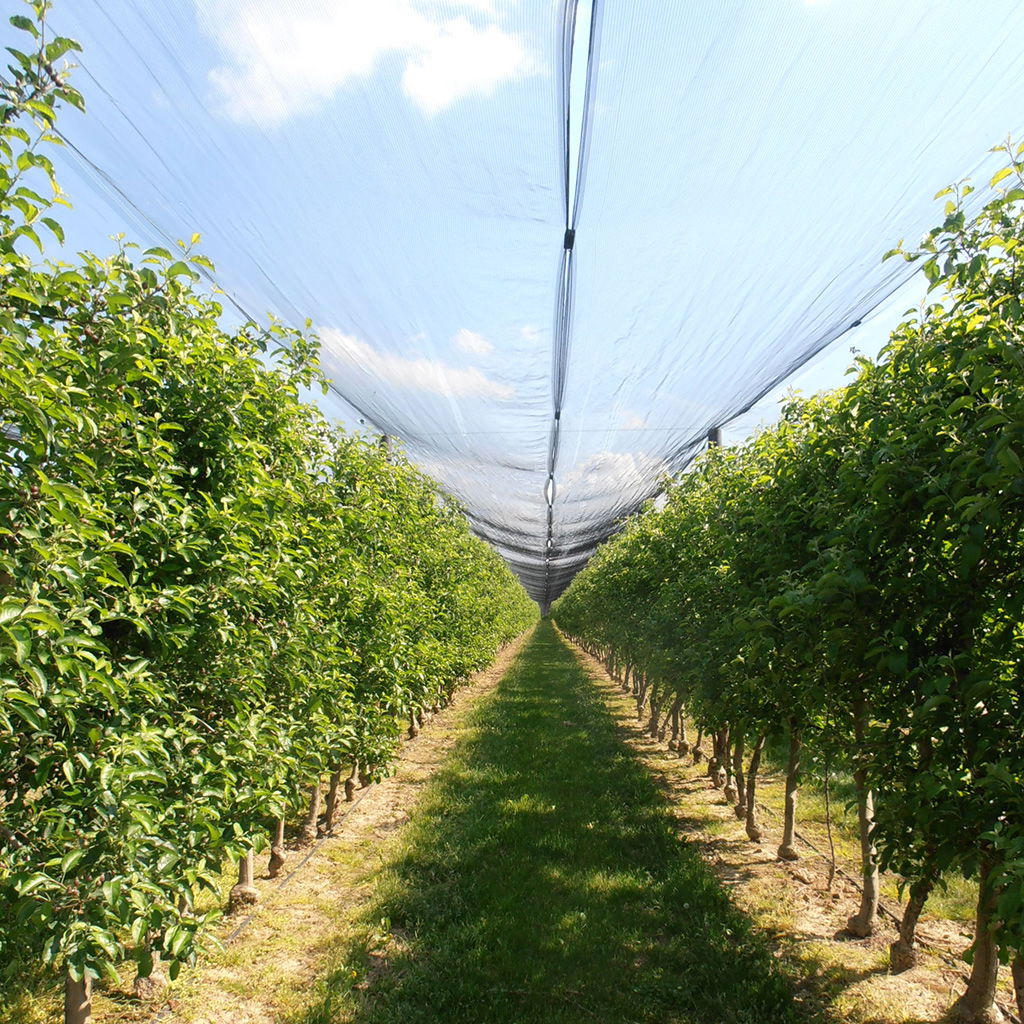 Rows of blooming apple trees in a modern orchard, protected by nets against weather conditions.