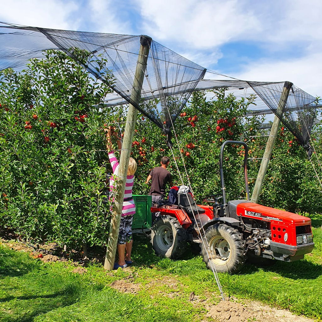 Hardworking employees picking apples in an innovative way using a harvest tractor.