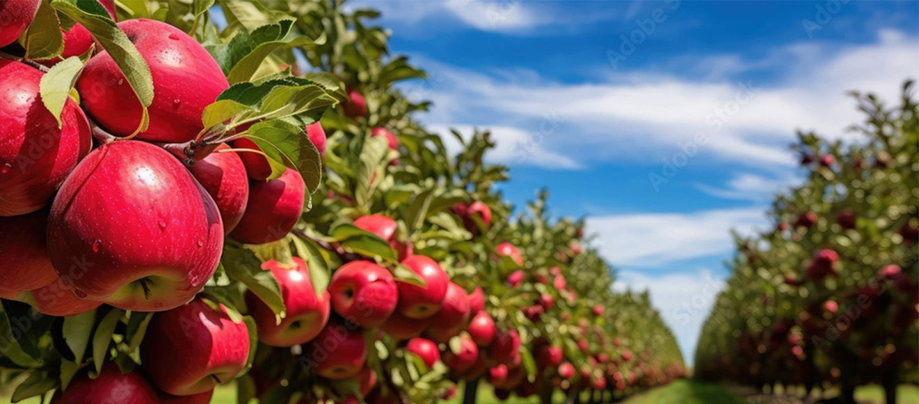 red-delicious