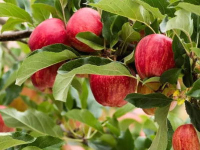 gala royal appels