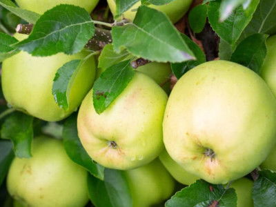 golden delicious reinders