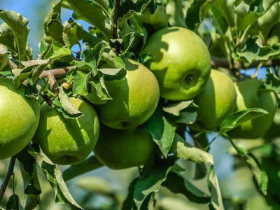 granny-smith