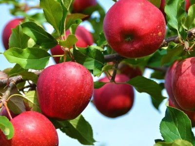 idared appels