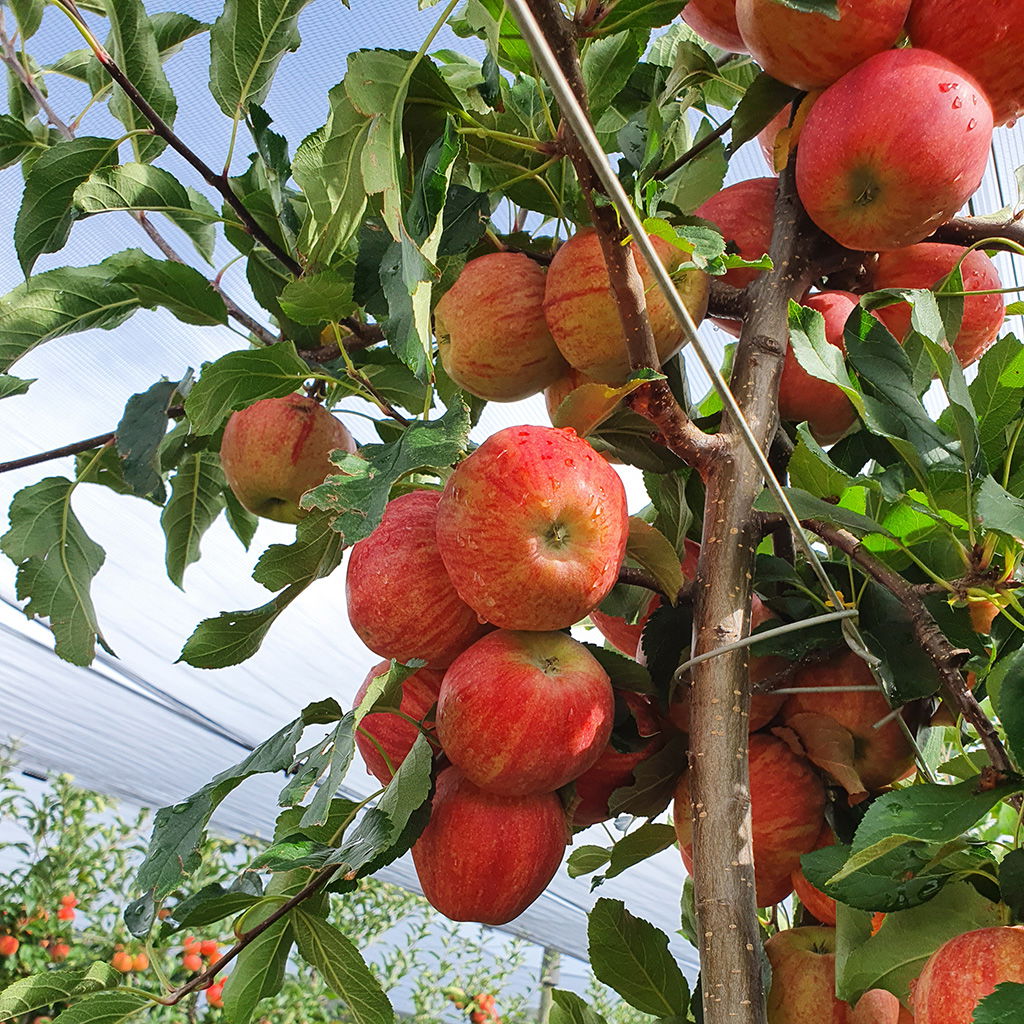 Een close-up van rode appels waarbij druppelbevloeiing is toegepast voor efficiënt watergebruik met minimaal verlies.