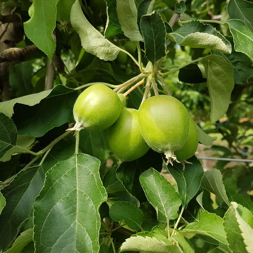 Nieuwe appelrassen in de boomgaard van Almakúti, waarbij wordt ingezet op residuvrij telen.