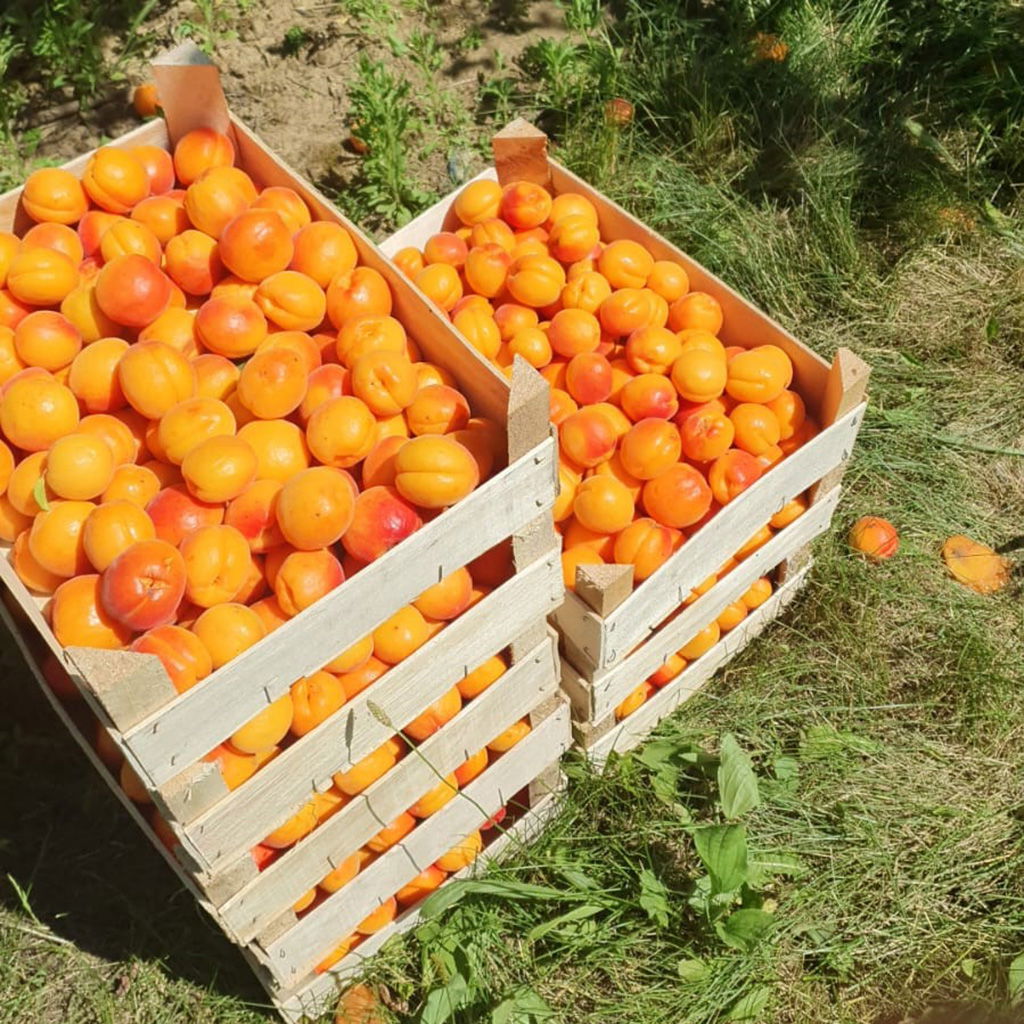 Houten kratten gevuld met verse abrikozen, gereed voor verkoop in de landwinkel.