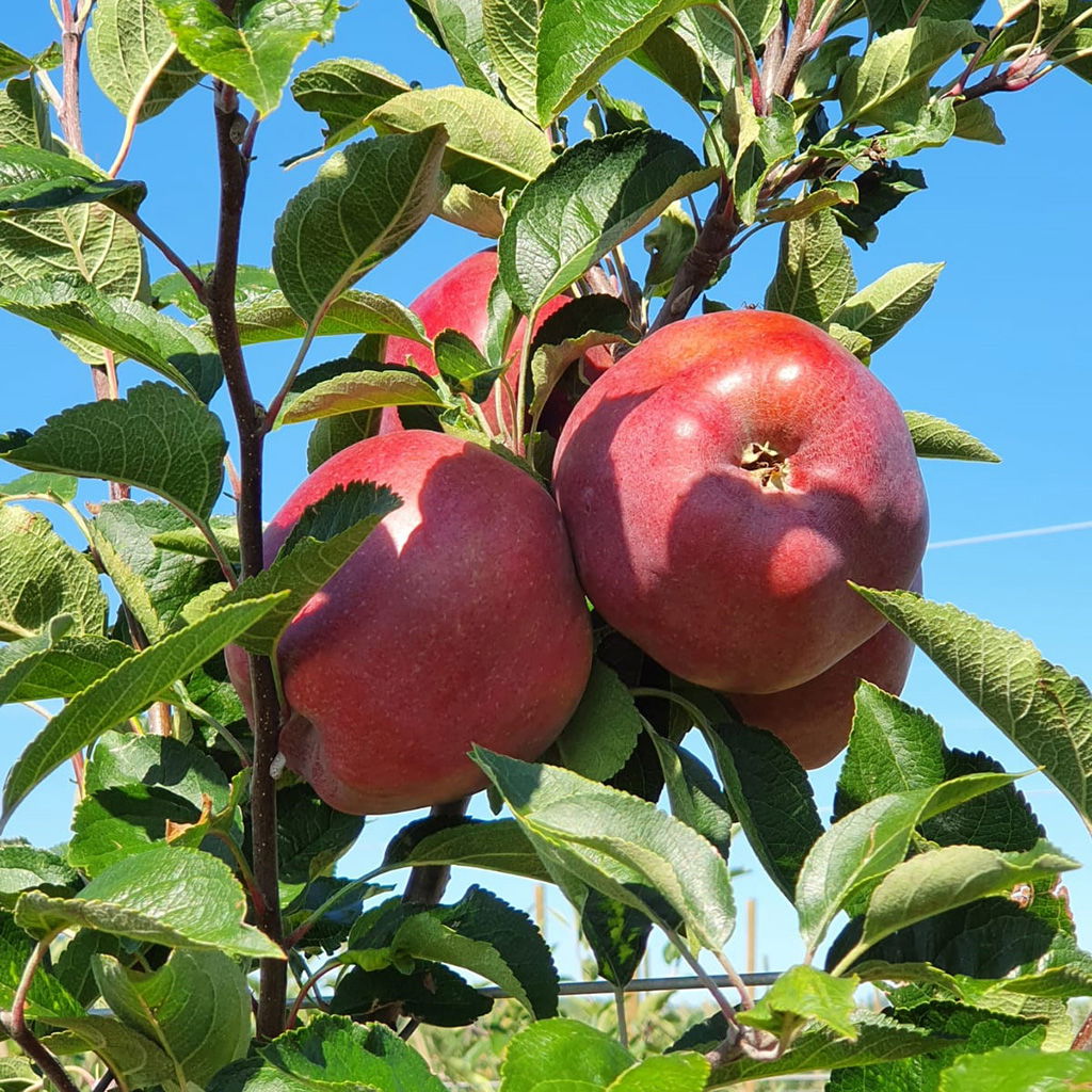 Rode appels groeien aan de boom onder een blauwe hemel, symbool voor duurzame en innovatieve teeltmethoden.