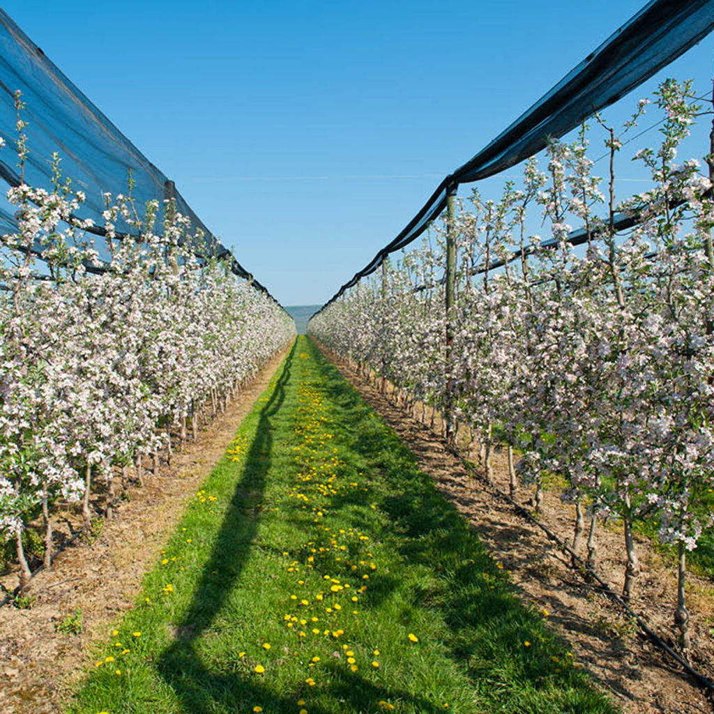 Bloeiende boomgaard in een kleurrijke omgeving voorzien van hagelnetten als bescherming tegen zonnebrand.