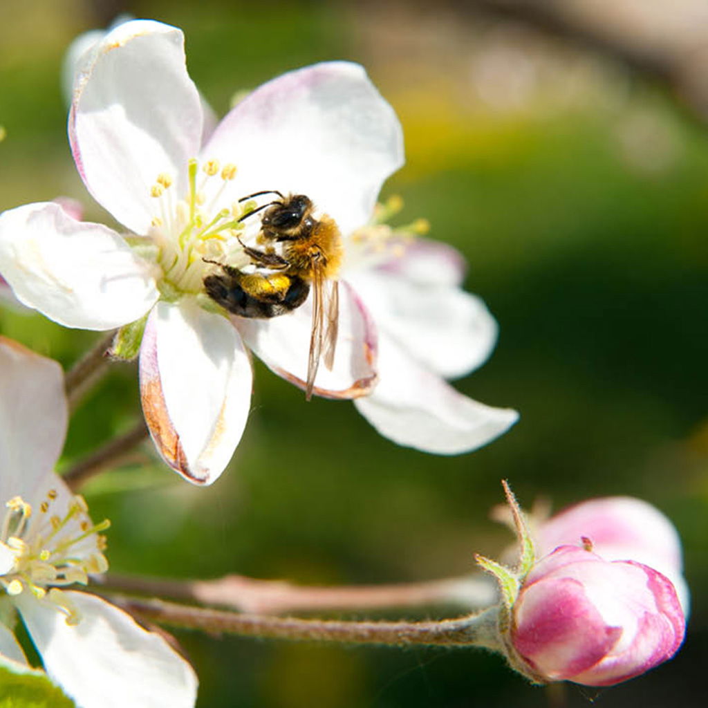 Een bij op een bloesem in een boomgaard, essentieel voor de bestuiving en duurzame teelt.