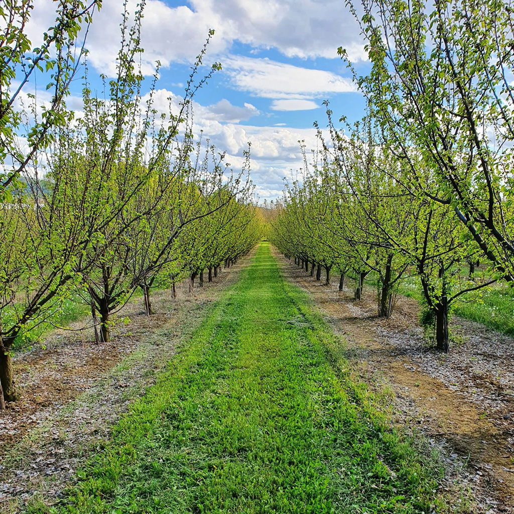 Een uitgestrekte boomgaard met vruchtbare grond waardoor er een kleurrijke groene omgeving ontstaat.