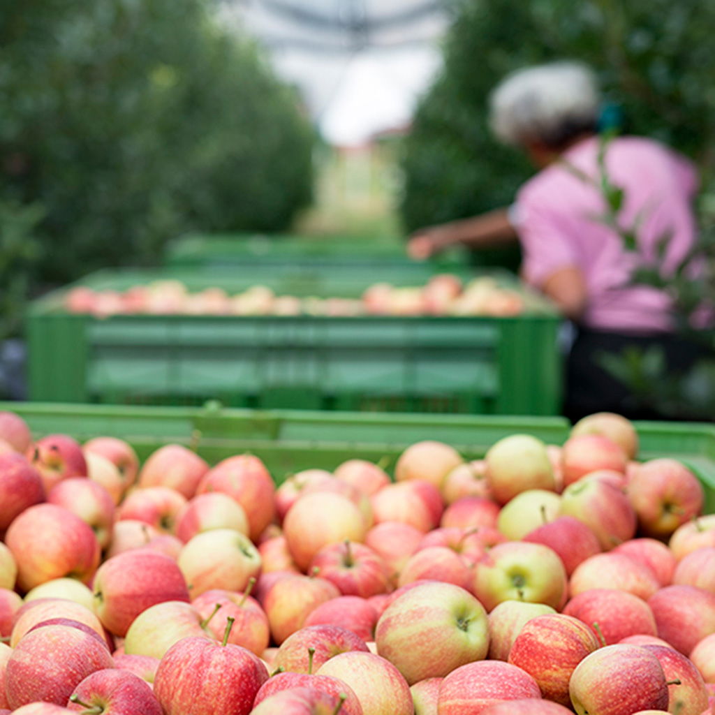 Almakuti vrouw plukt appels