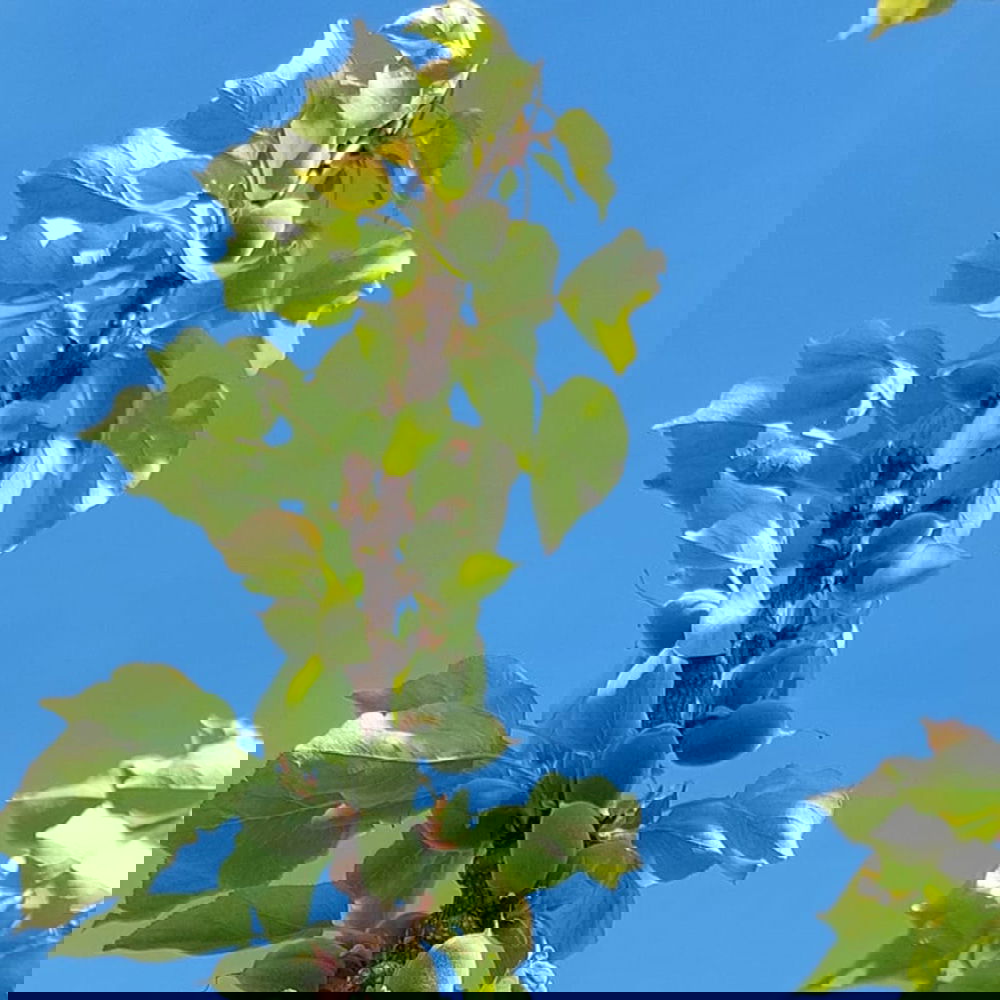 Onder een helderblauwe zomerse hemel groeien groenkleurige appelrassen aan een tak.