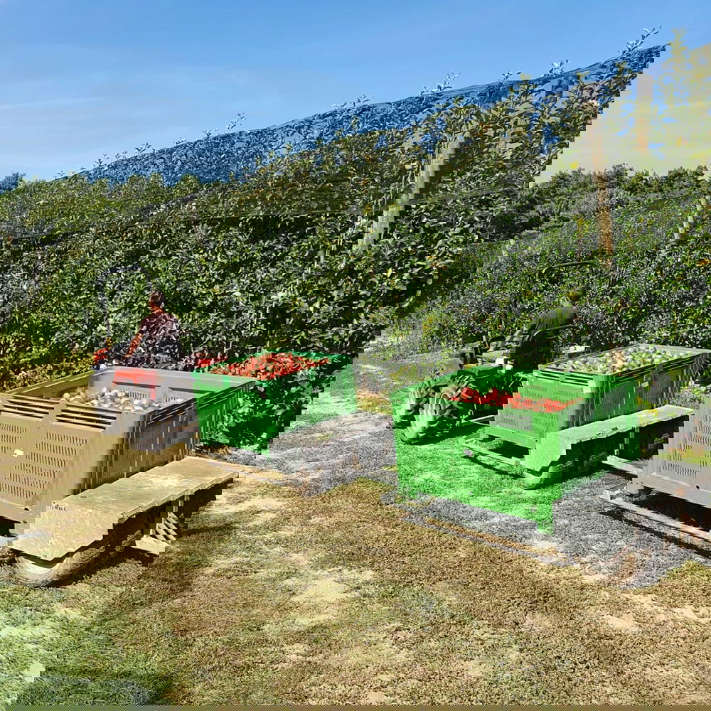 Een man rijdt bestuurt een kleine tractor door een goed onderhouden boomgaard. De lucht is blauw en achter de tractor hangen 2 groene kratten gevuld met vers geplukte appels.