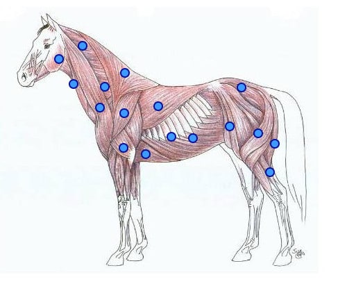 Horse muscles explanations - Equestic SaddleClip