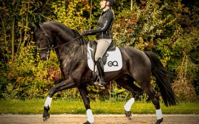 Paarden app om je training te verbeteren