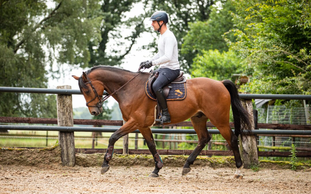 7 tips paard trainen: Zo weet je of jouw paard fit is