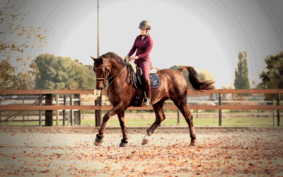 4 basisoefeningen om je paard recht te richten