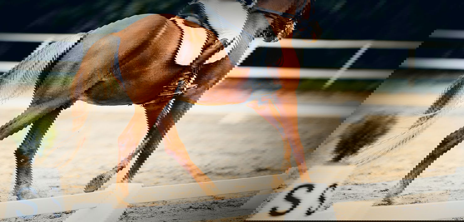 Horse performing an exercise focused on symmetry during bending