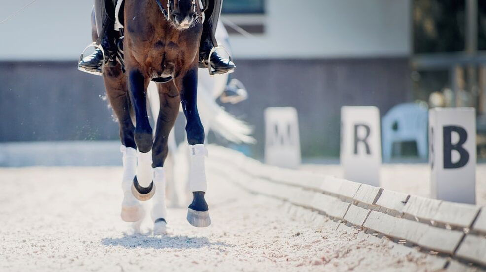 Horse performing a dressage test focused on straightness, showing even alignment of the hind and front legs along a straight line, demonstrating balance, symmetry, and rider control.