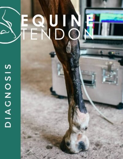 Equine Tendon global partnership with Equestic