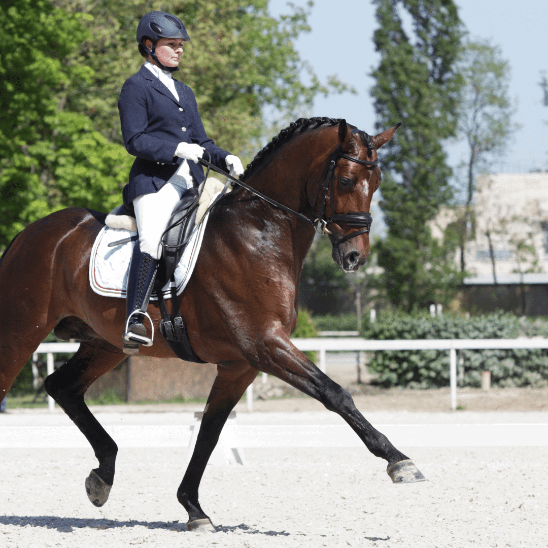 Horse fitnes - Dressage - SaddleClip