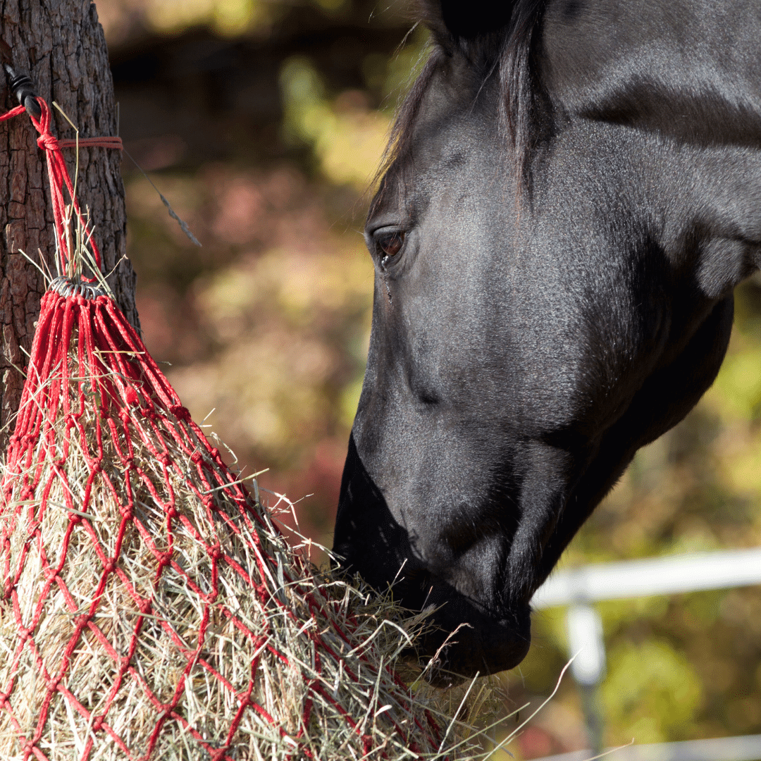 Feed smarter - Horse Tracker - SaddleClip