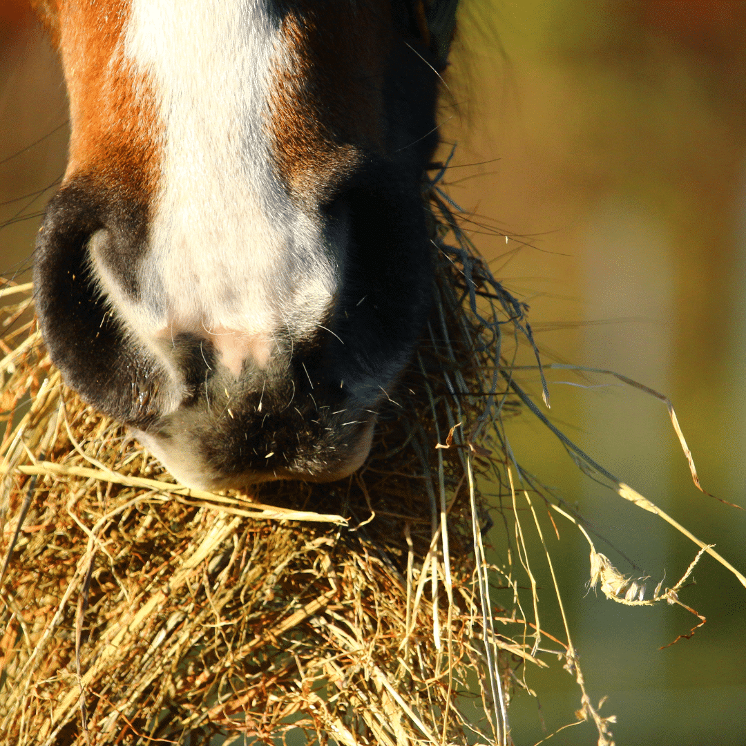 Feeding - horse welfare - Equestic