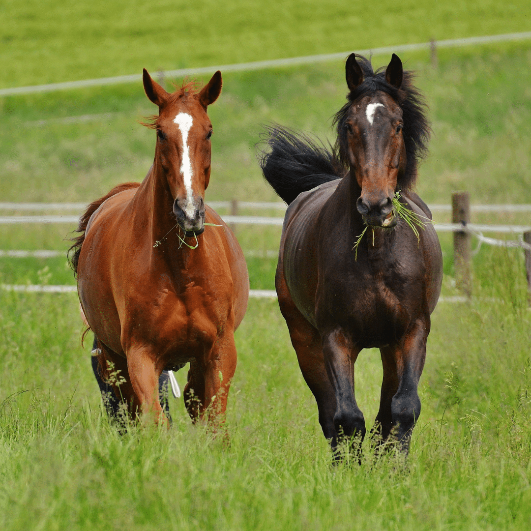 Pasture - horse welfare - Equestic