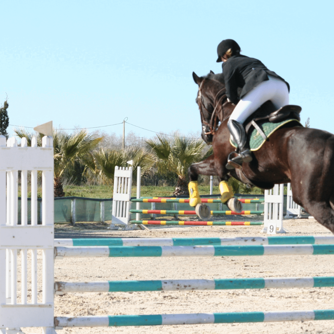 Jump for me - horse welfare - Equestic