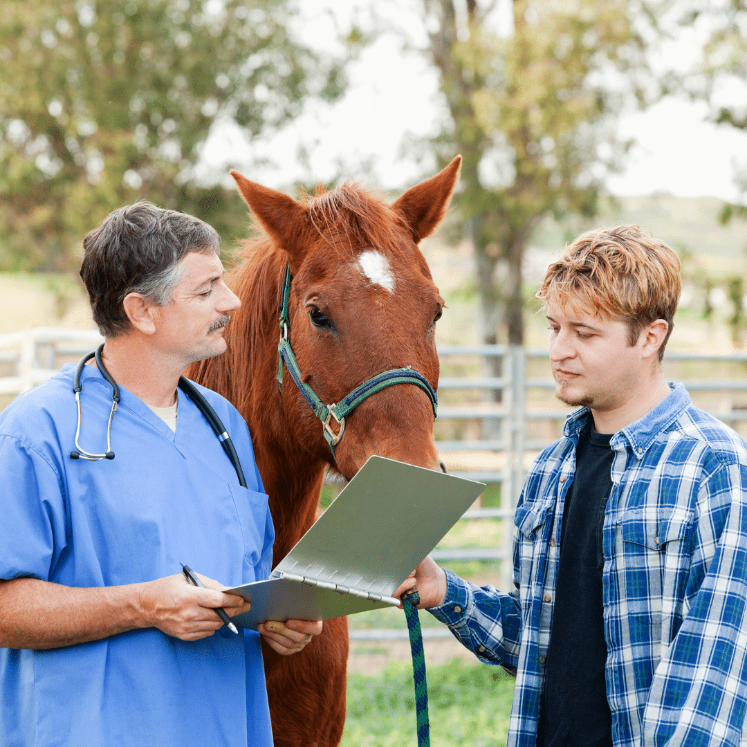 Vet check - horse welfare - Equestic
