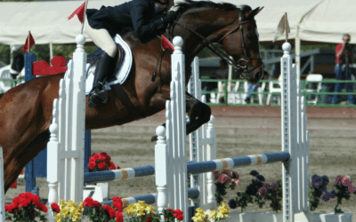 How to Improve Canter Quality Between Fences Using Data