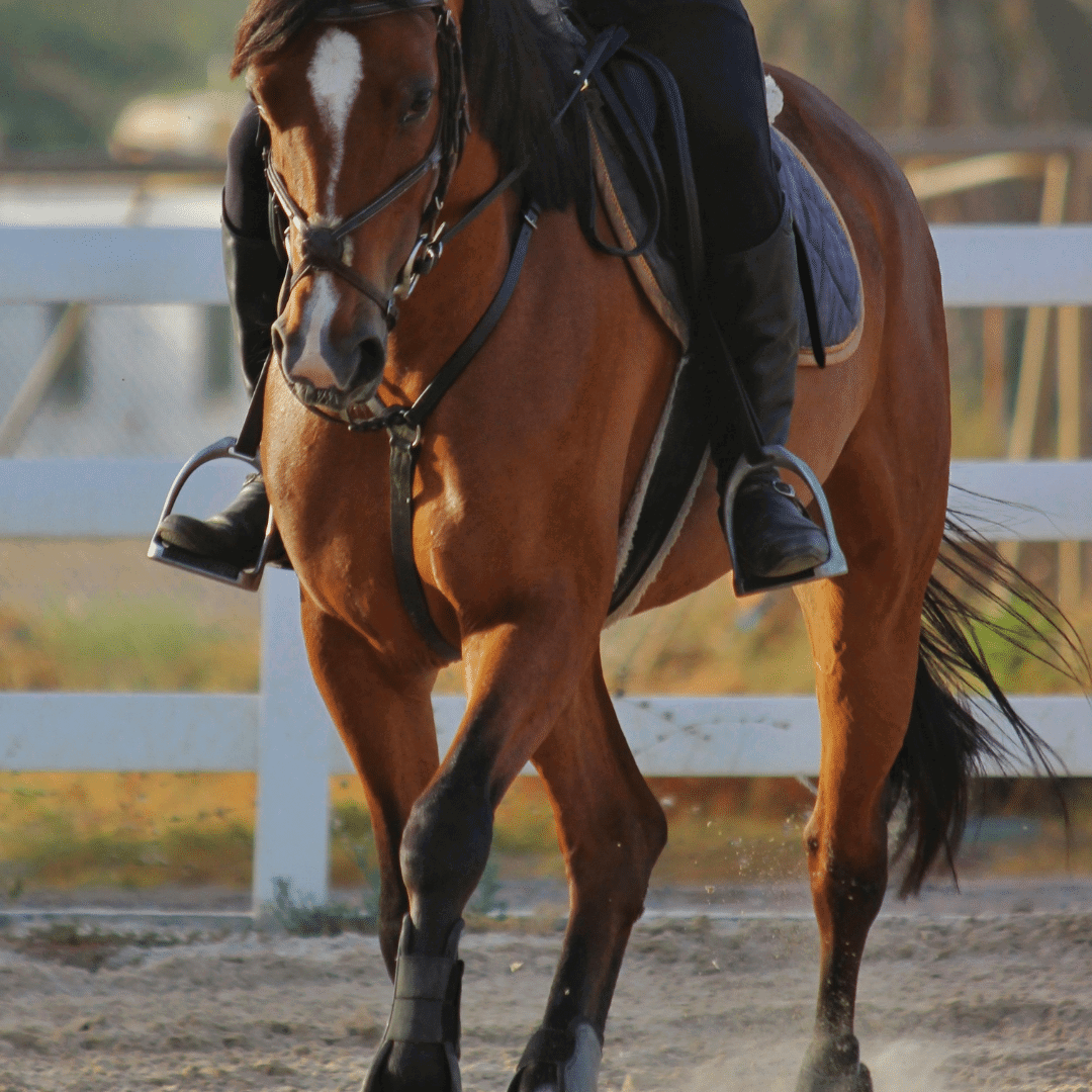 Horse being schooled working on straightness - Equestic