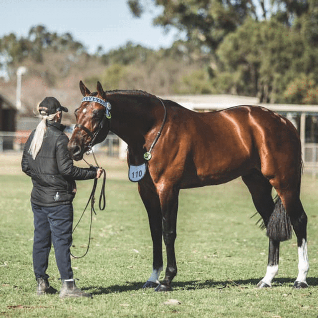 Side view of a healthy horse demonstrating a strong, well-developed topline, indicating effective training and balanced muscle conditioning