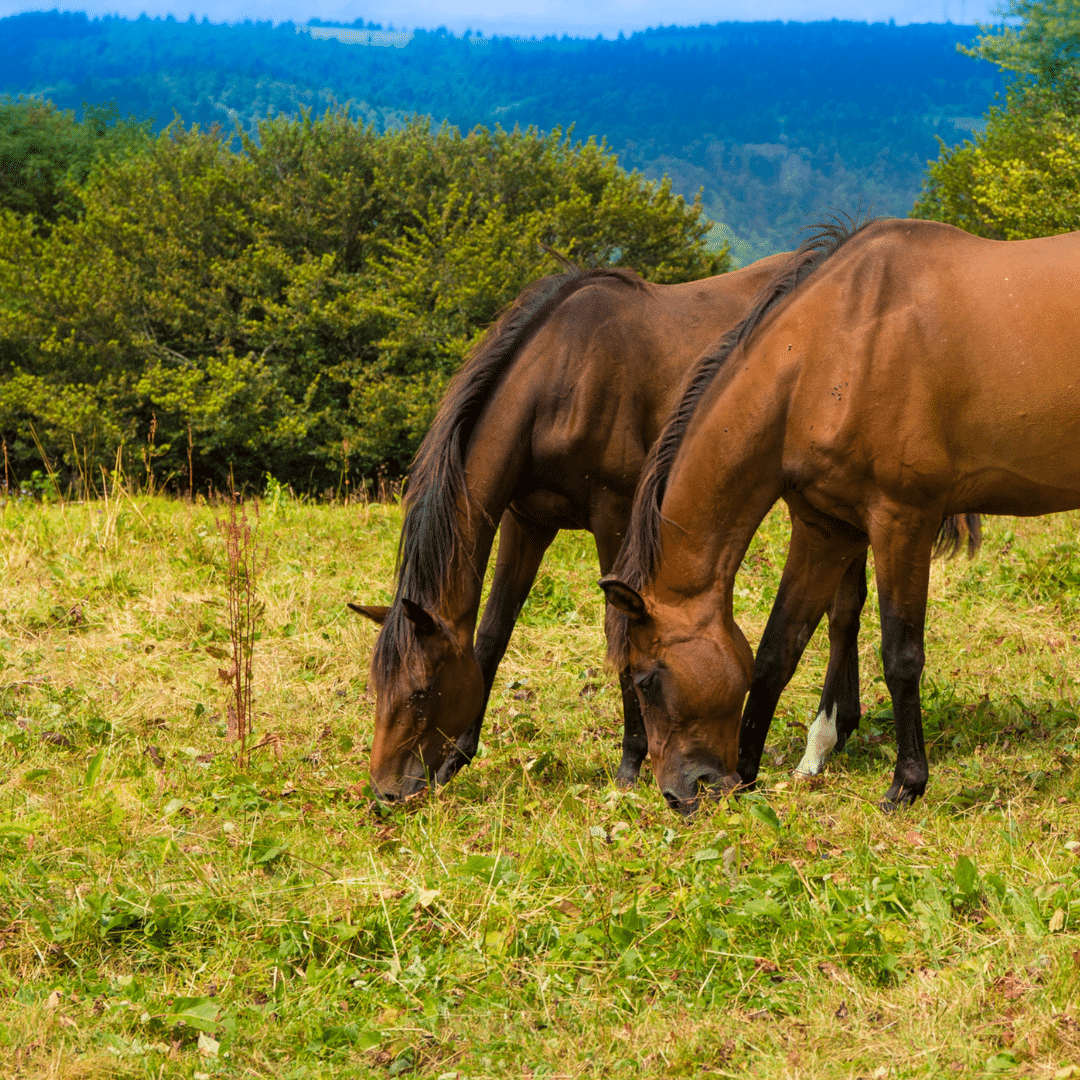 Horses in a field naturally stretching their necks and backs while grazing