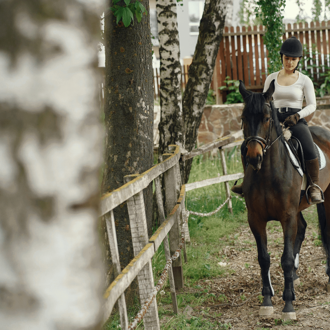 Horse undertaking light exercise as part of supercompensation