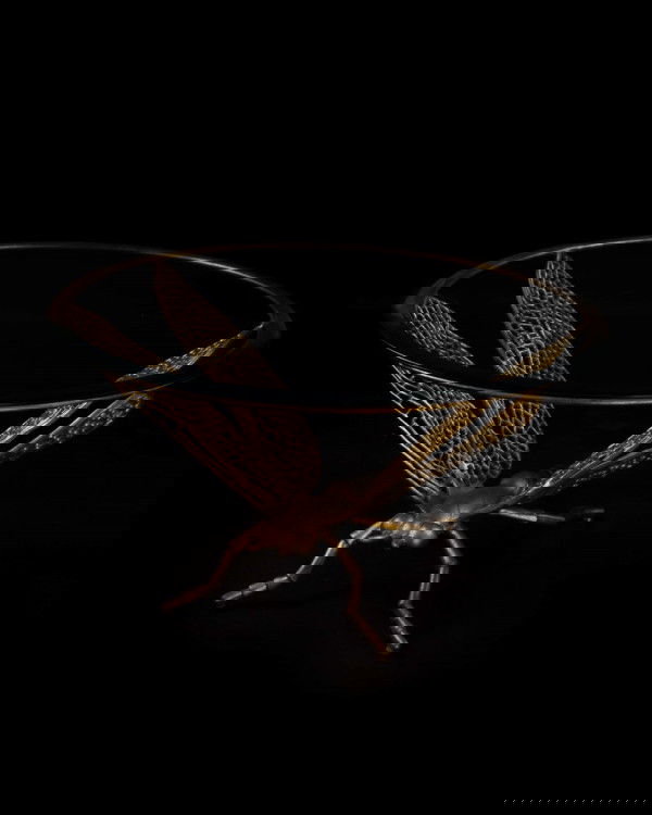 Dragonfly