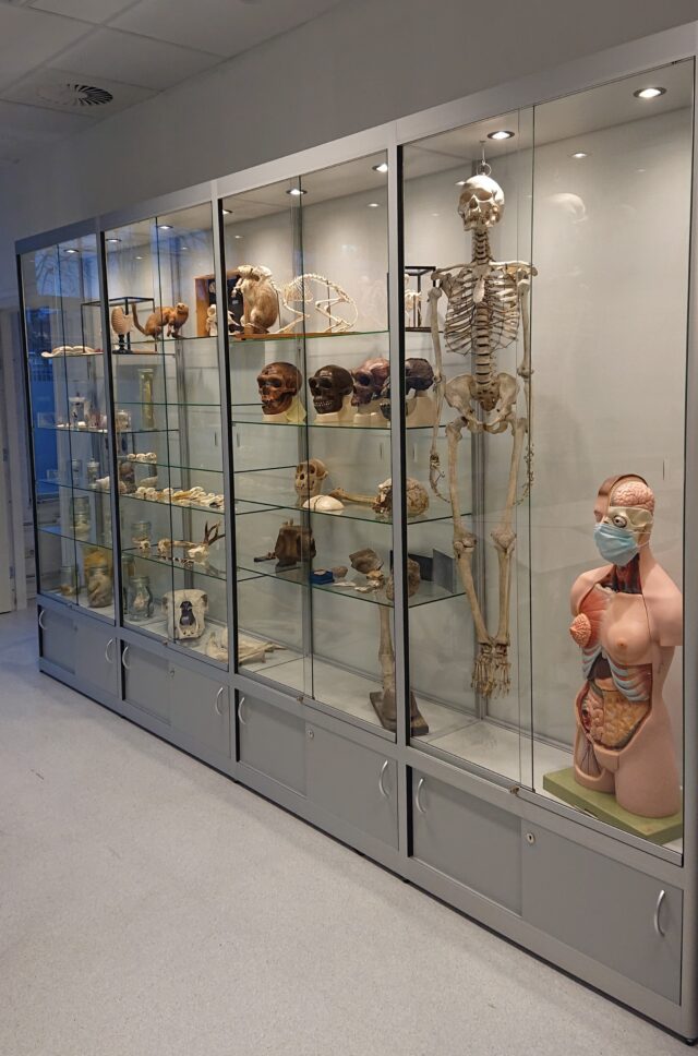 Wand- en staande vitrines