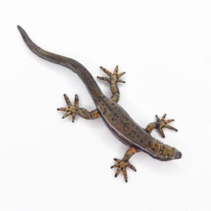 Bedel feestbeest Hagedis